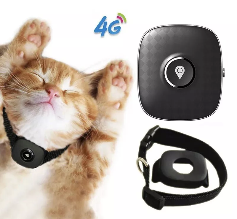 Gatito